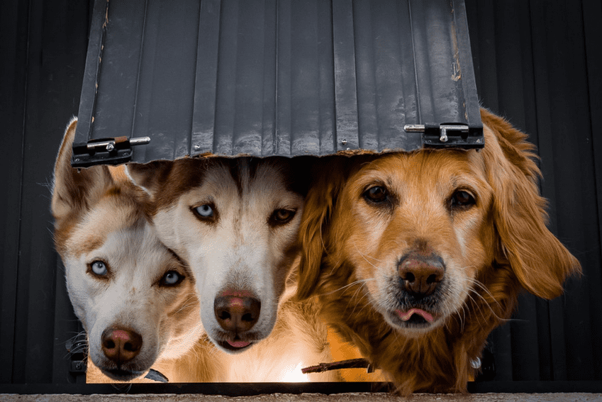 La MEJOR puerta para mascotas de todos los tiempos Para perros y